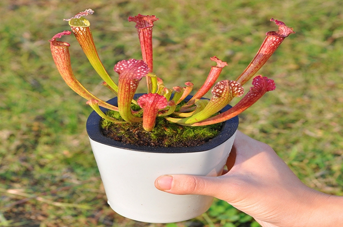 瓶子草有哪些品种?