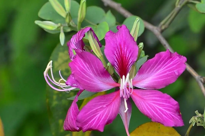 紫荆花的外貌特点是什么，紫荆花花期有多长？