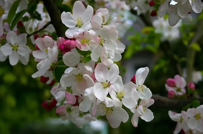 海棠花的花语是什么，有哪些药用价值